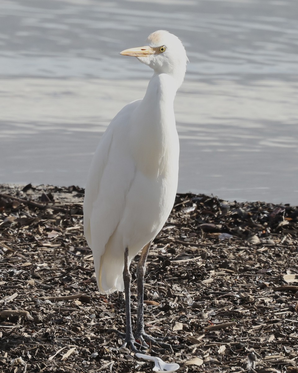 Western Cattle-Egret - ML646205705