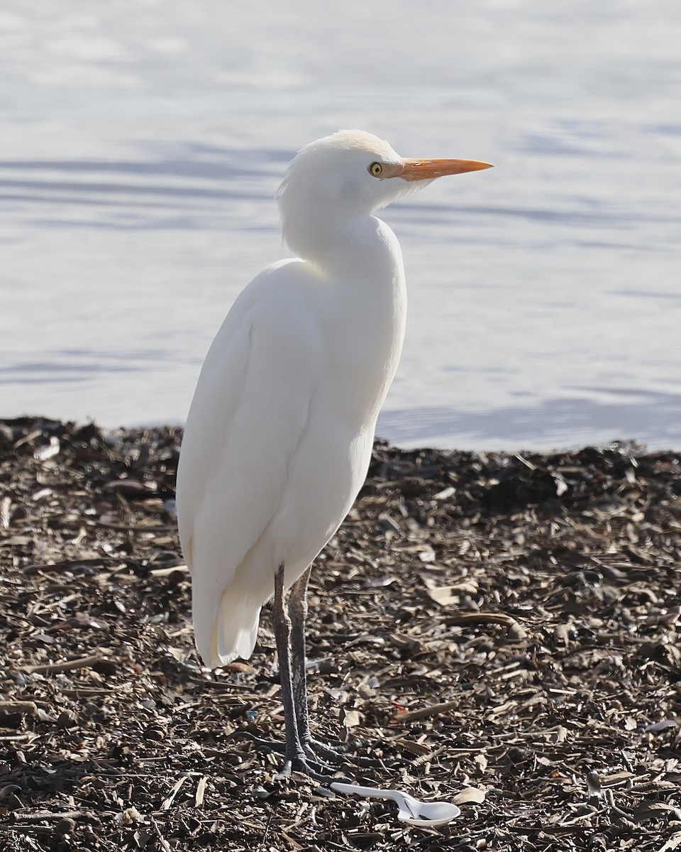 Western Cattle-Egret - ML646205706
