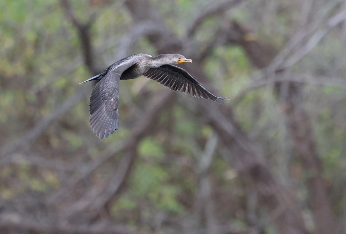 Double-crested Cormorant - ML646205709