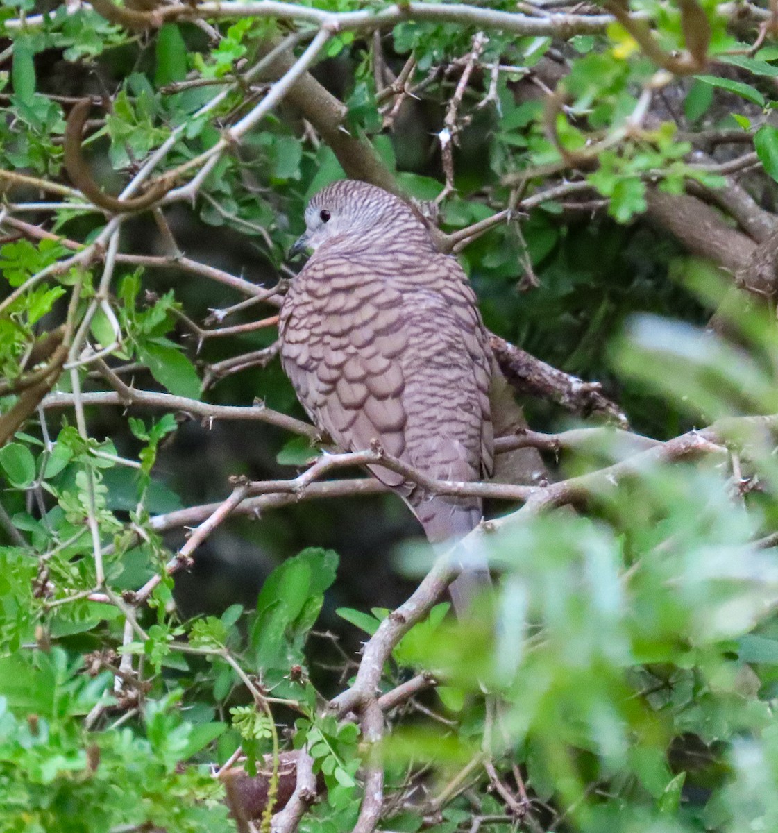 Inca Dove - ML646205711