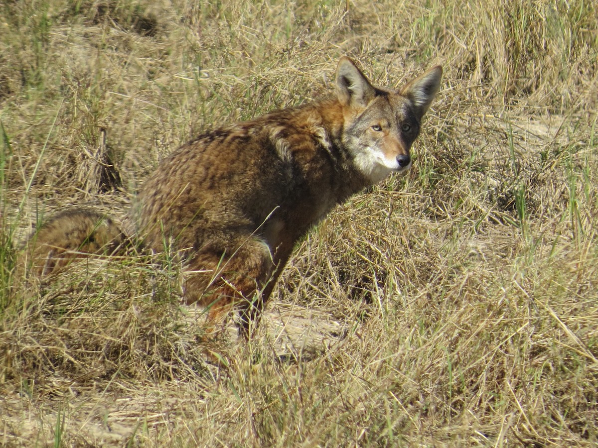 郊狼 - ML646205717