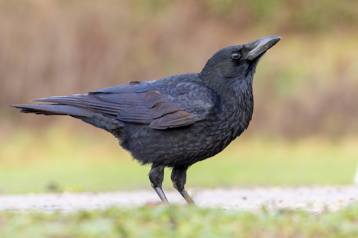 Carrion Crow - ML646205721