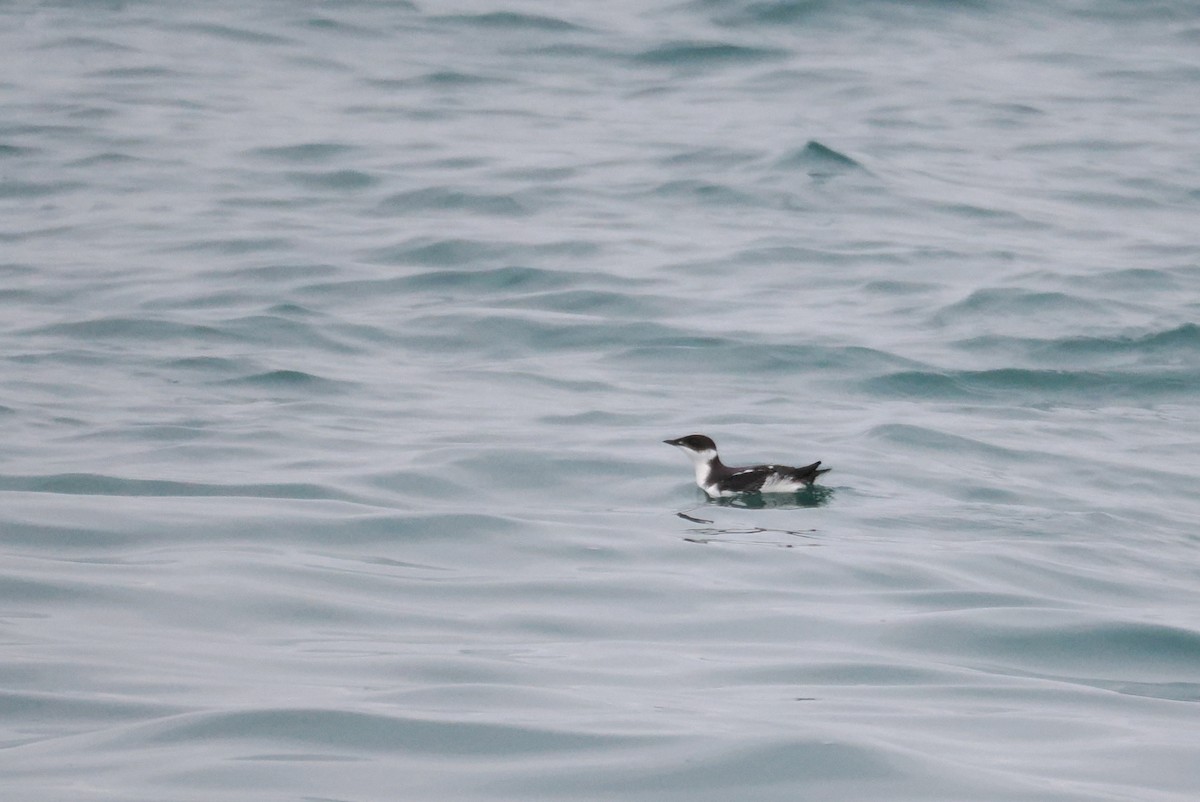 Marbled Murrelet - ML646205727