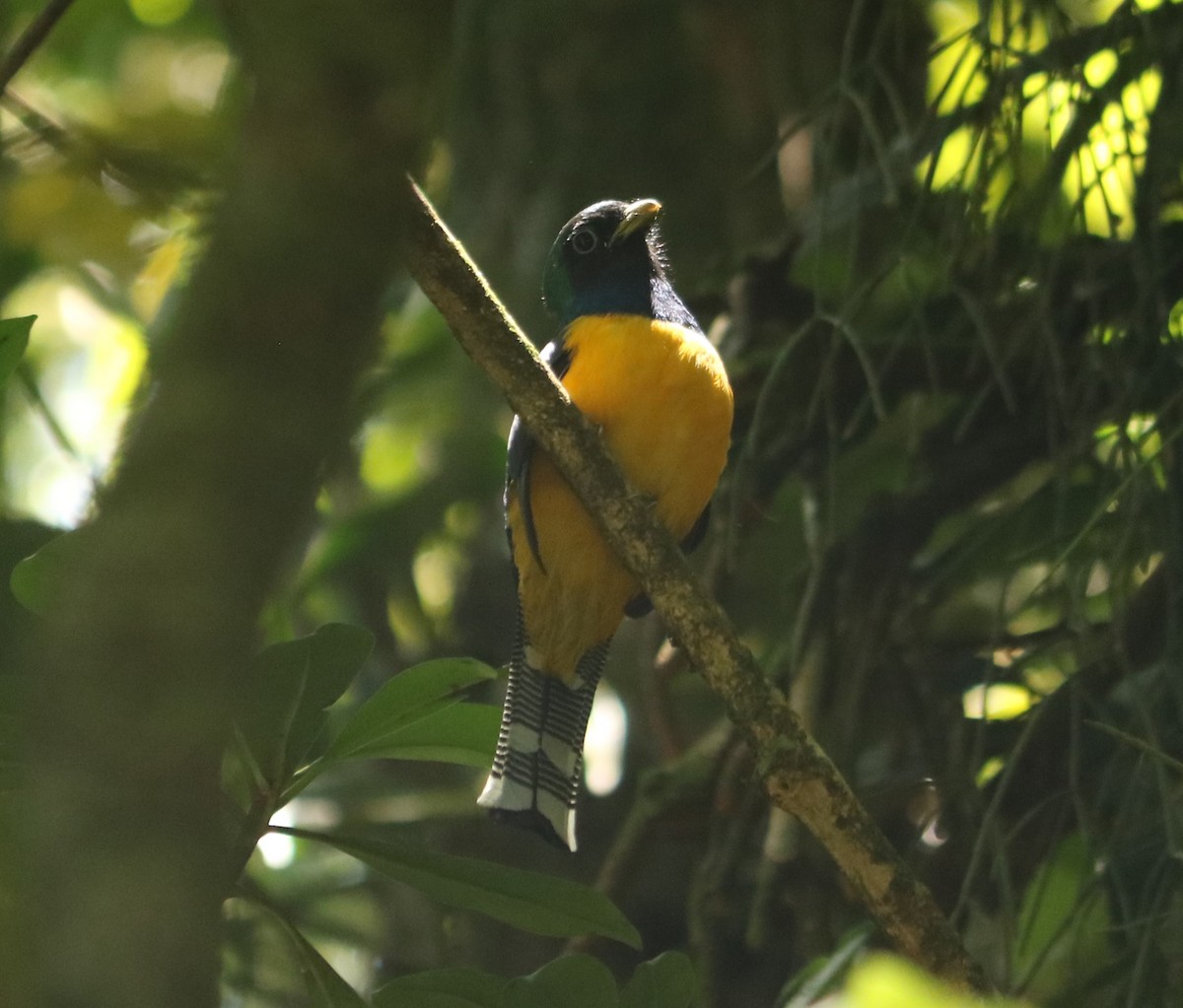 Atlantic Black-throated Trogon - ML646205731
