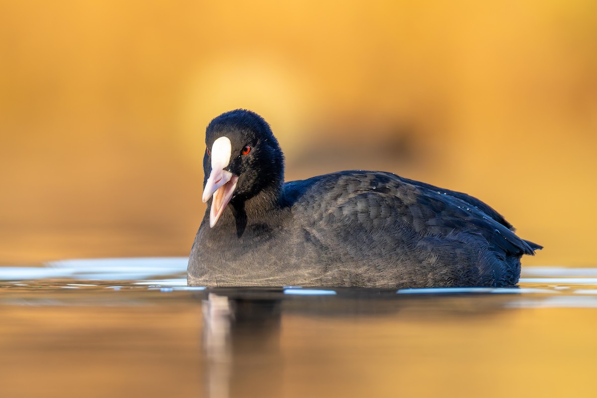 Eurasian Coot - ML646205736