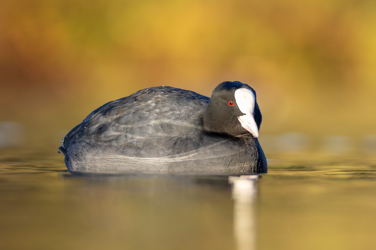 Eurasian Coot - ML646205737