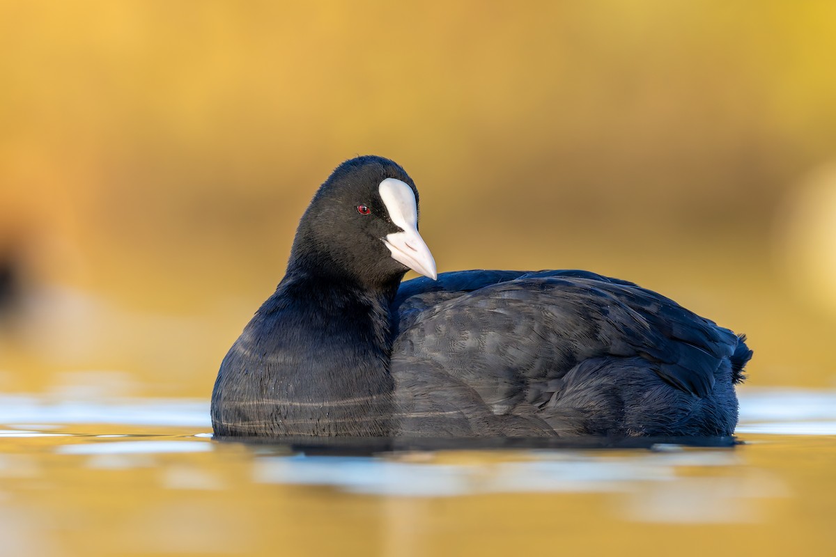 Eurasian Coot - ML646205738
