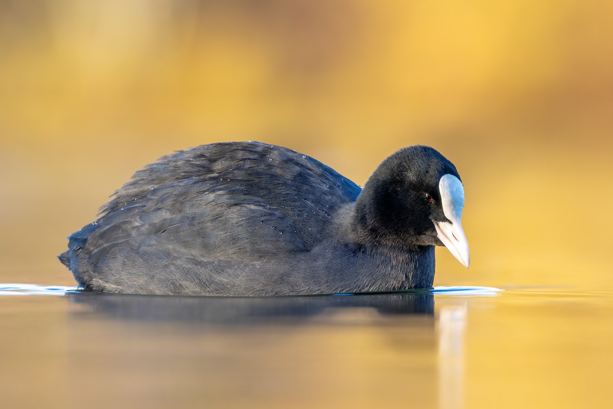 Eurasian Coot - ML646205740
