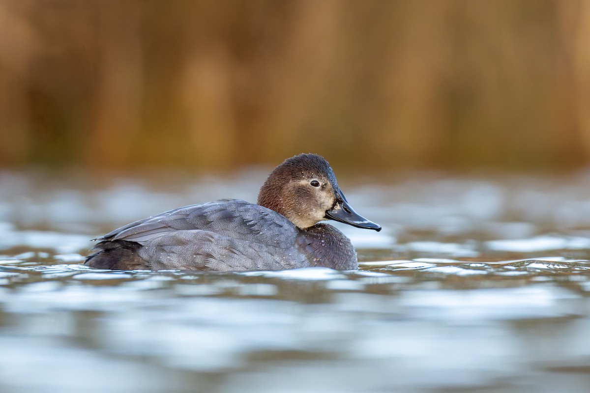 Common Pochard - ML646205745