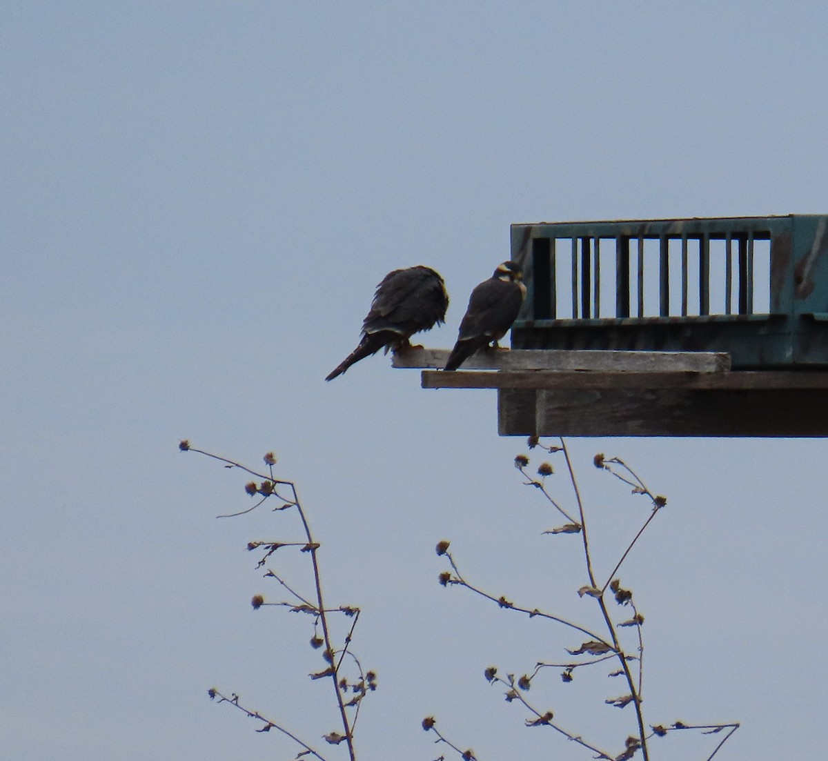 Aplomado Falcon - ML646205747