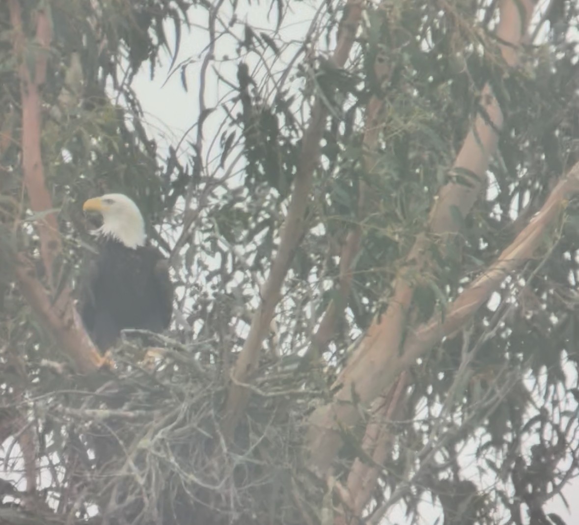 Bald Eagle - ML646205748