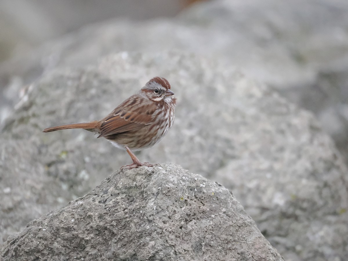 Song Sparrow - ML646205758