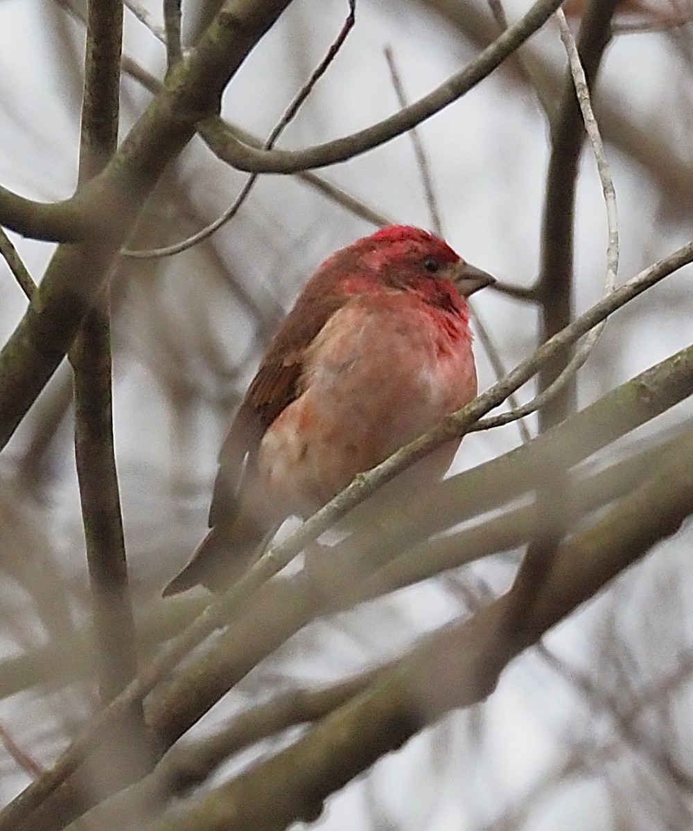 Purple Finch - ML646205759