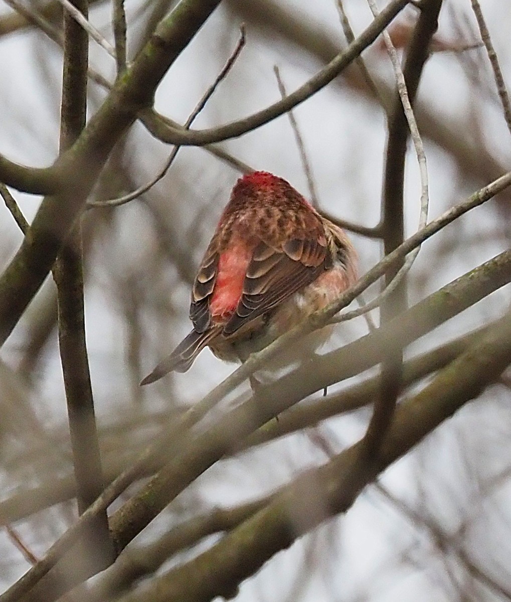 Purple Finch - ML646205760