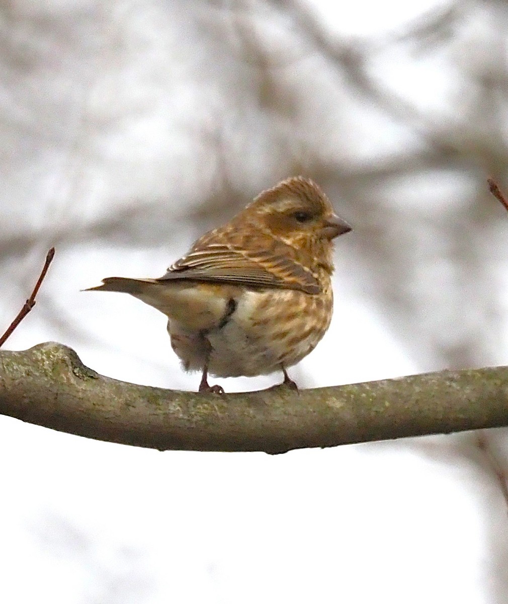 Purple Finch - ML646205761