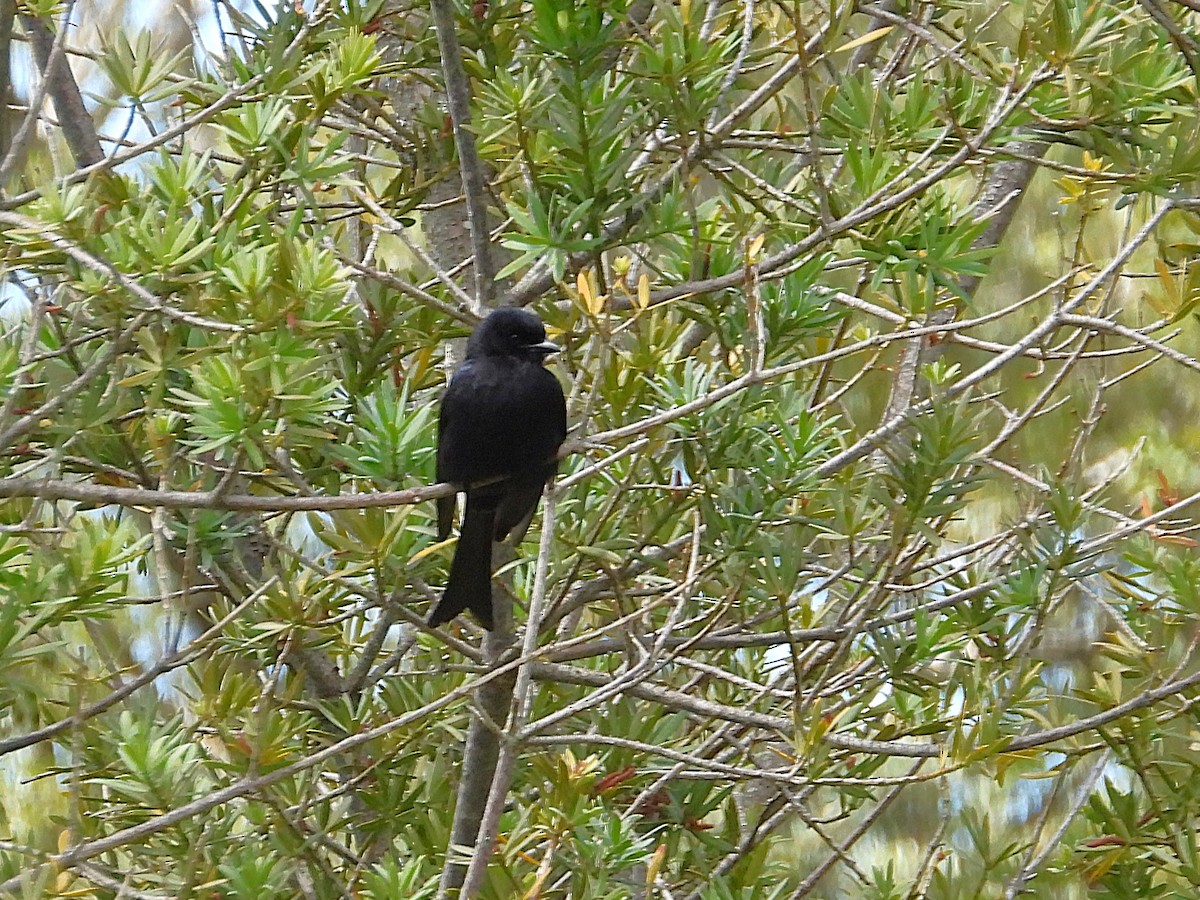 Fork-tailed Drongo (adsimilis Group) - ML646205769
