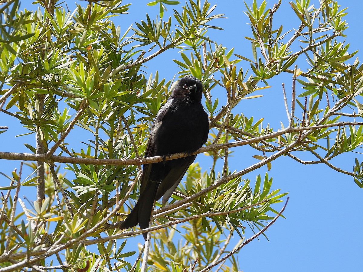 Fork-tailed Drongo (adsimilis Group) - ML646205770