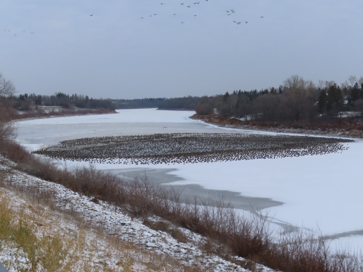 Oca canadese minore/maggiore - ML646205771