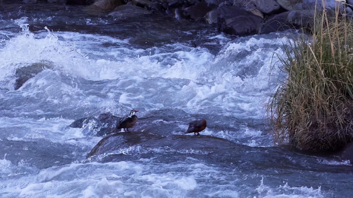 Torrent Duck - ML646205783