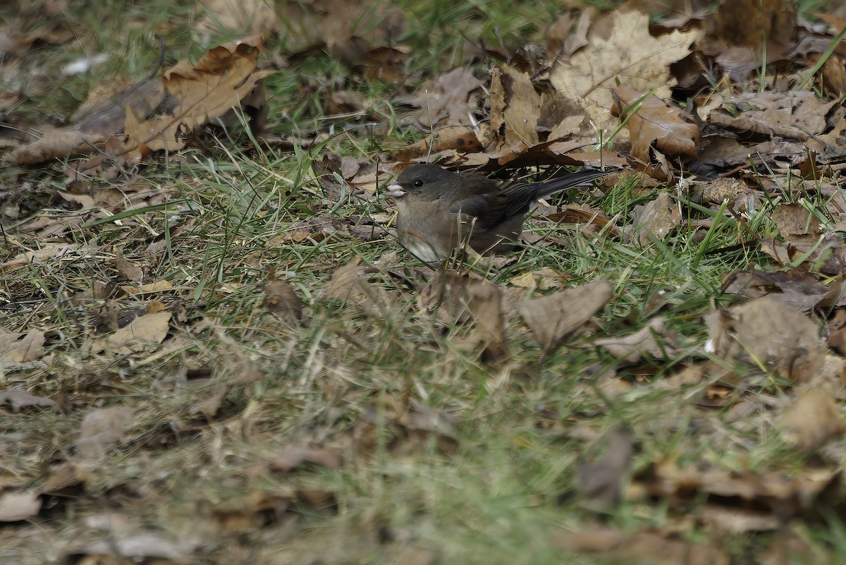 Dark-eyed Junco (Slate-colored) - ML646205788