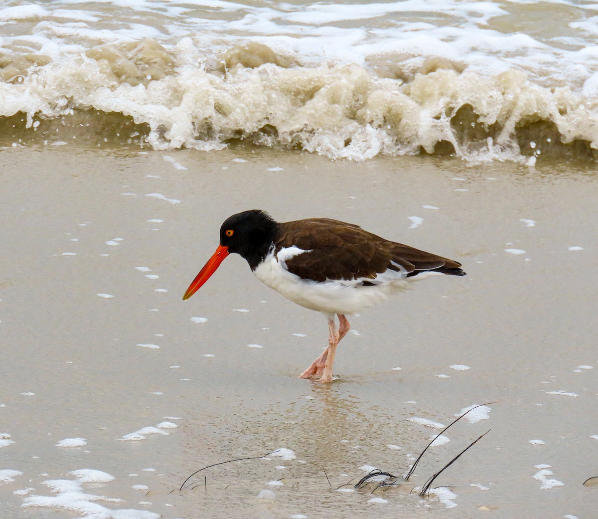 American Oystercatcher - ML646205792