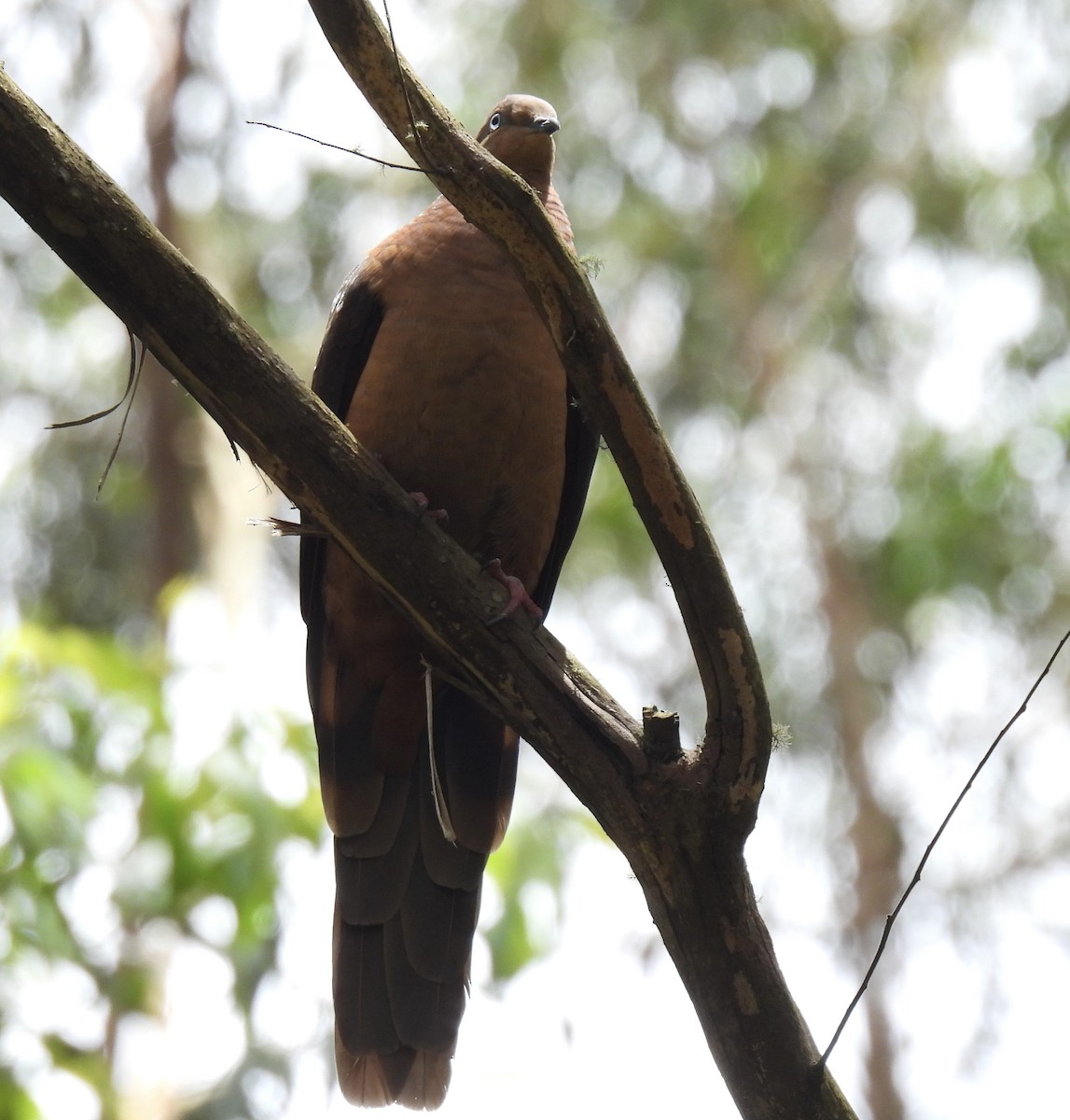 Maronentaube - ML646205806