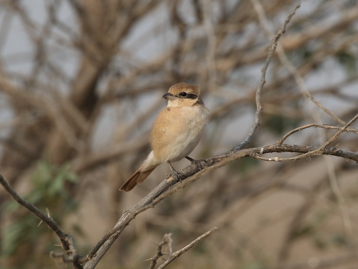 isabellavarsler - ML646205808