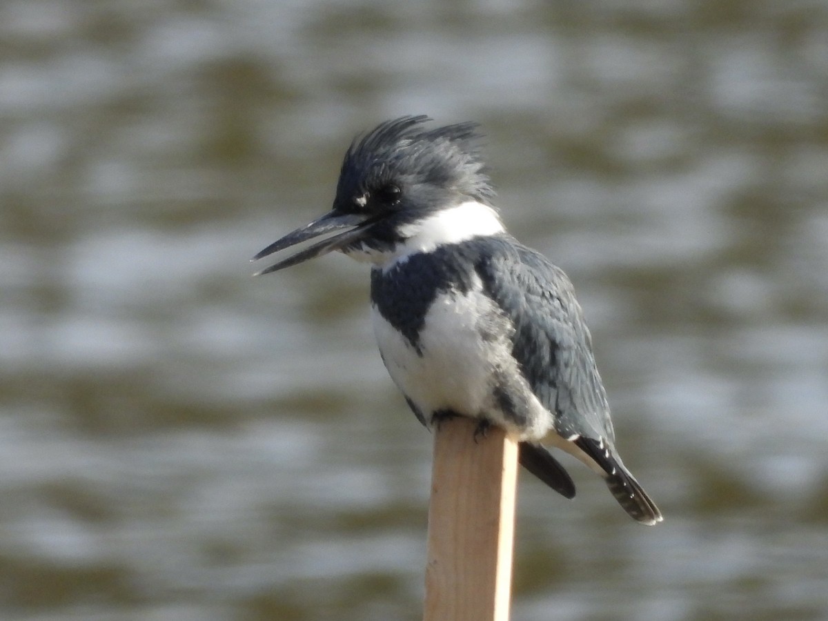 Belted Kingfisher - ML646205809