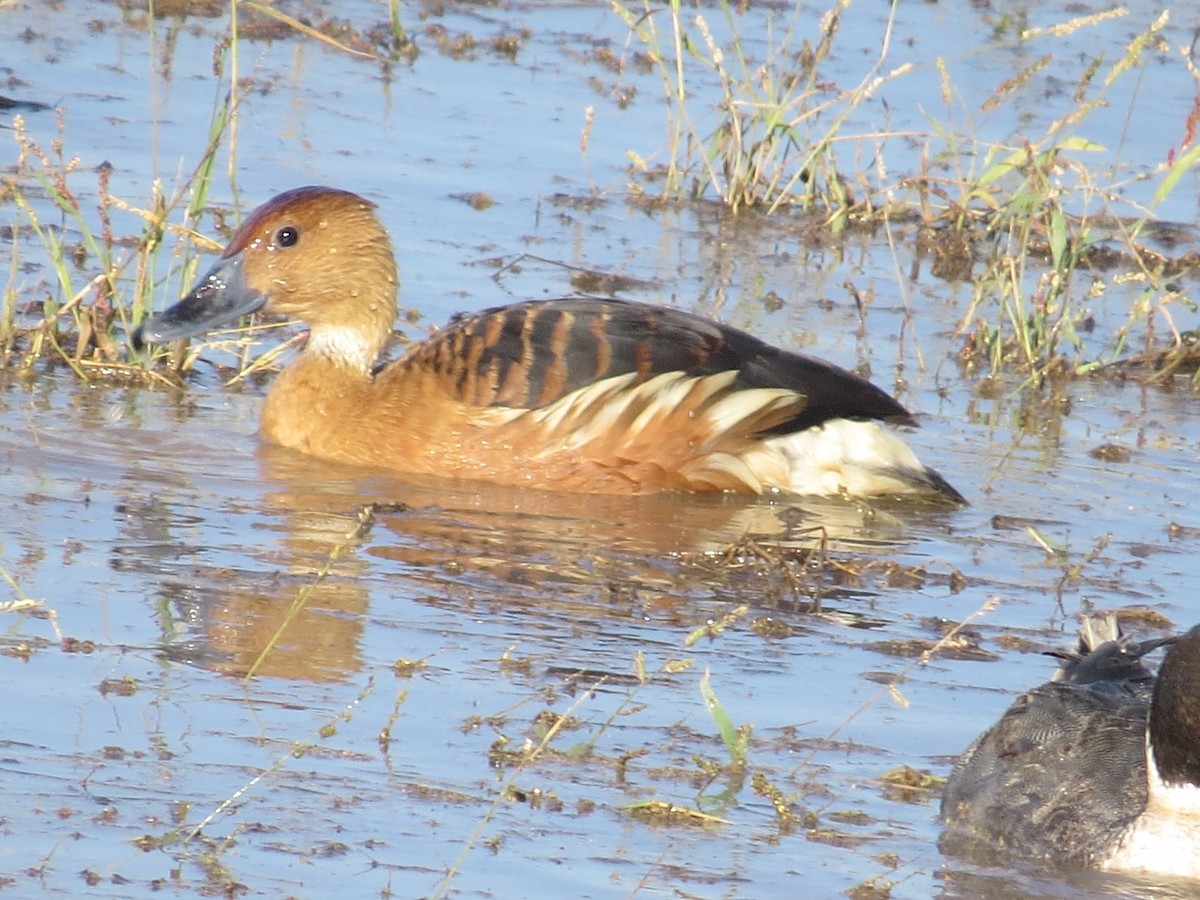 Fulvous Whistling-Duck - ML646205816