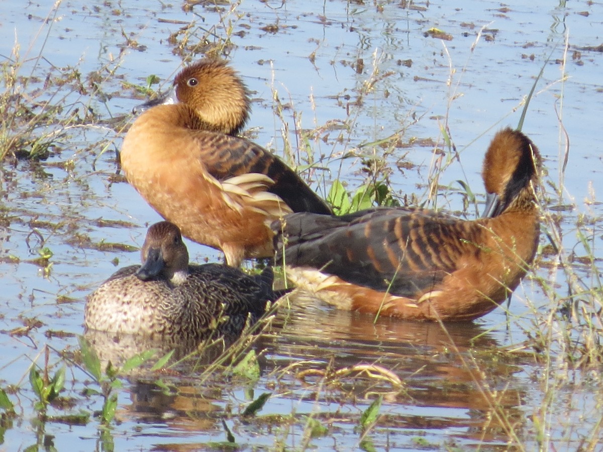 Fulvous Whistling-Duck - ML646205817