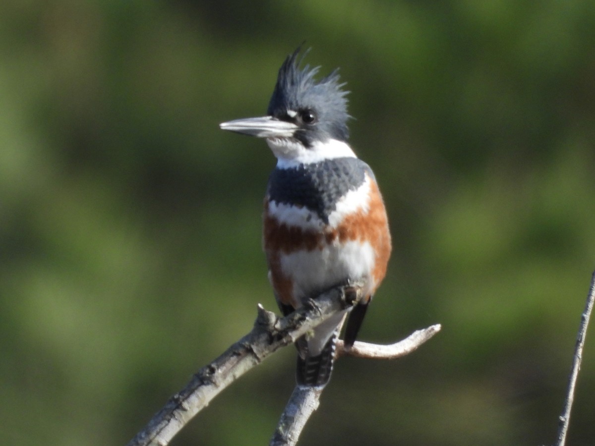 Belted Kingfisher - ML646205818