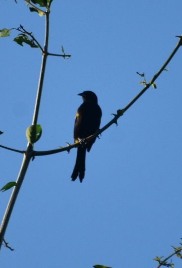 Cuban Oriole - ML646205832
