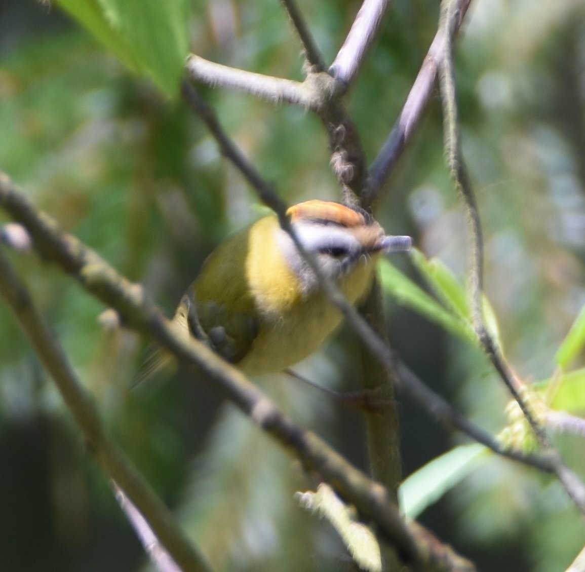 Common Firecrest - ML646205835