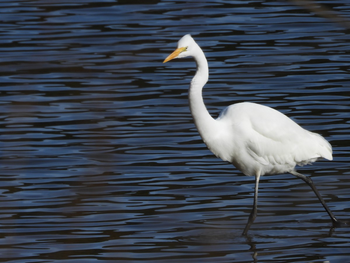 大白鷺 - ML646205847