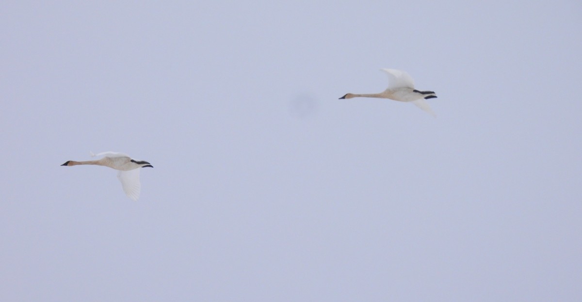 Trumpeter Swan - ML646205849