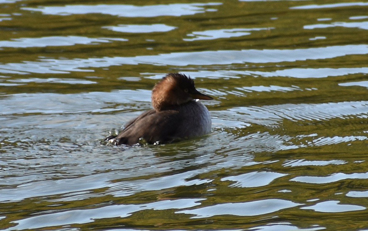 Little Grebe (Little) - ML646205857
