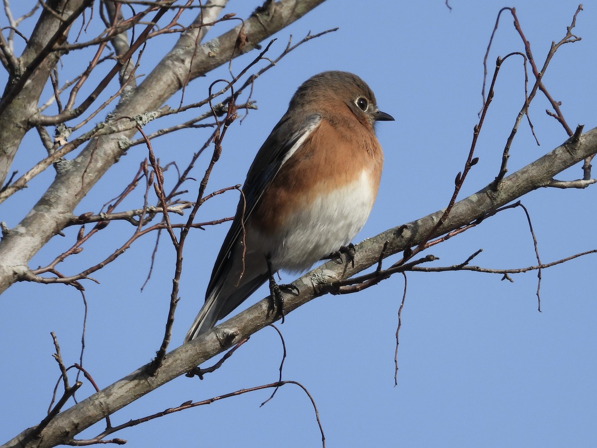 Eastern Bluebird - ML646205869