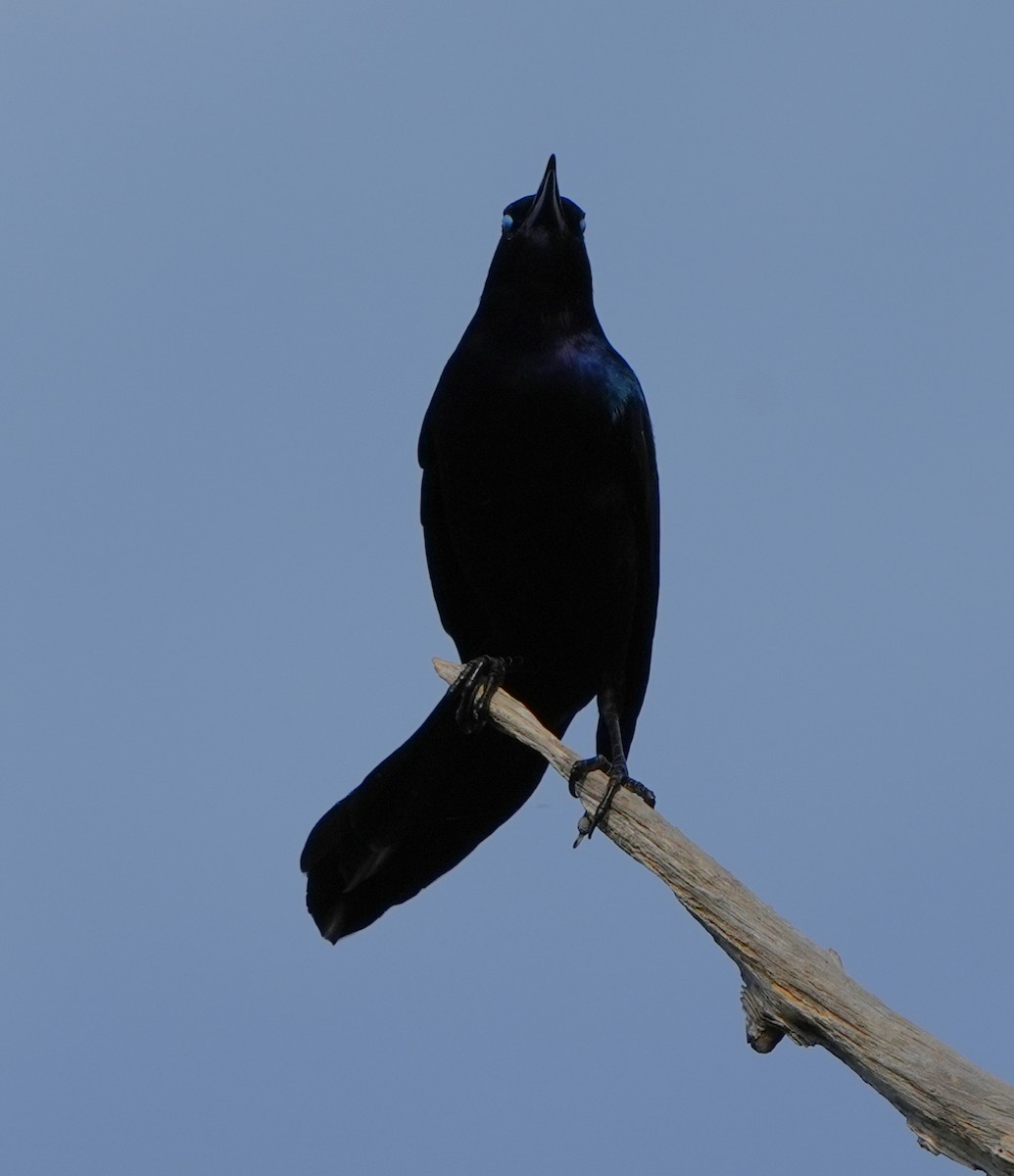 キタオナガクロムクドリモドキ - ML646205871