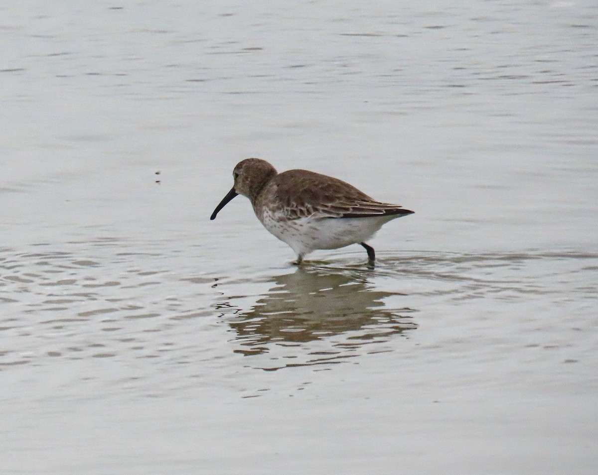 Dunlin - ML646205873