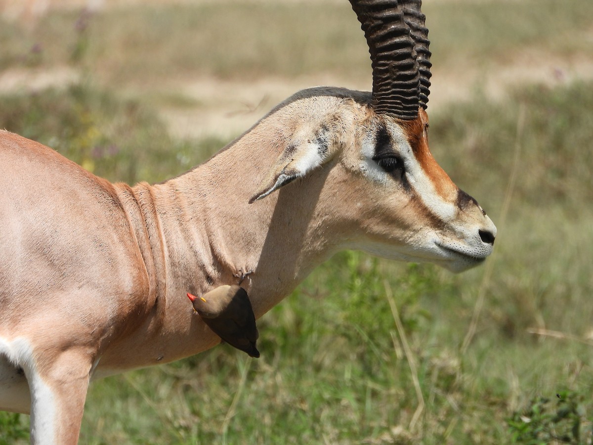 Red-billed Oxpecker - ML646205875