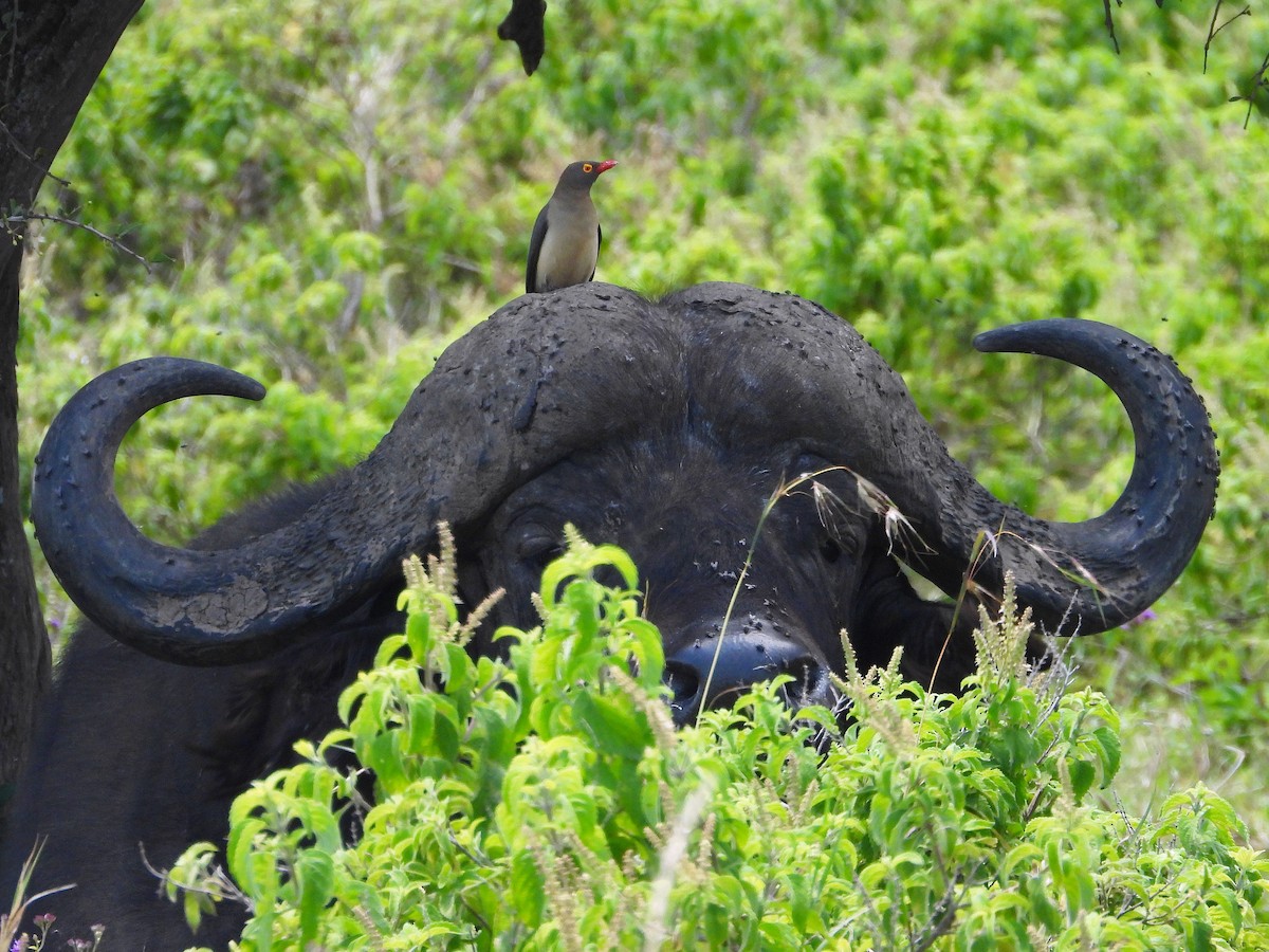 Red-billed Oxpecker - ML646205876