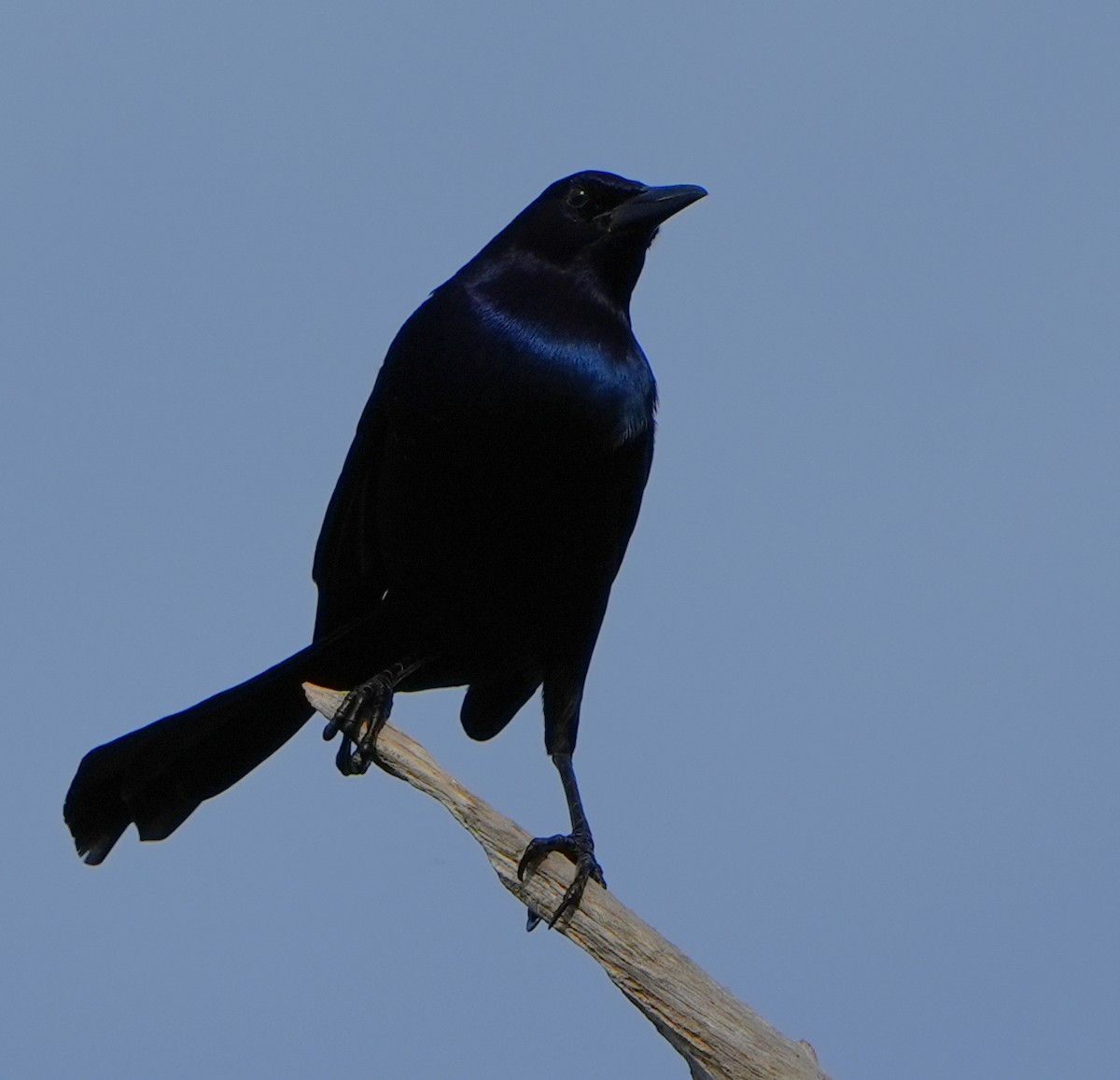 キタオナガクロムクドリモドキ - ML646205880