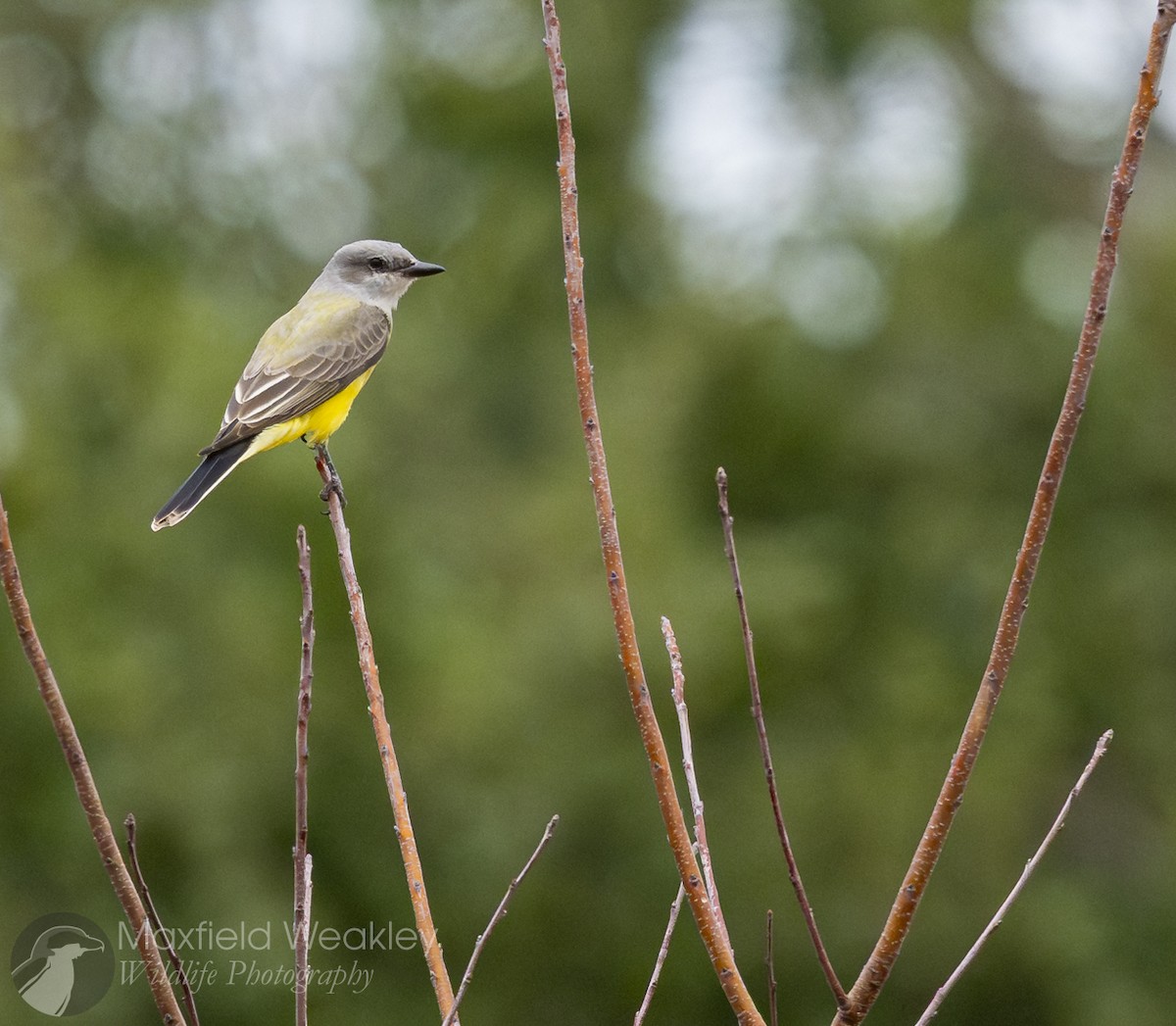 Western Kingbird - ML646205882