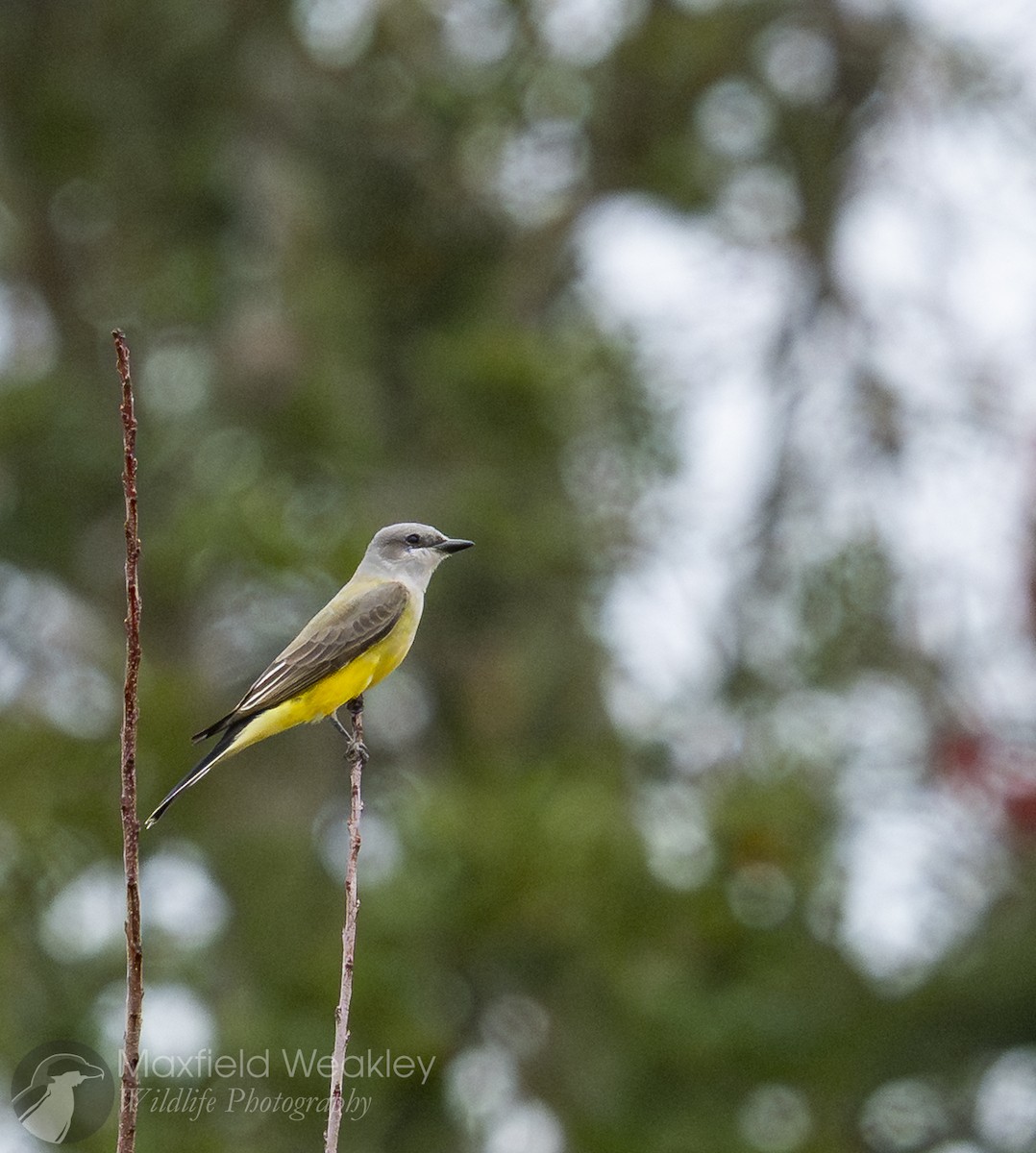 Western Kingbird - ML646205883