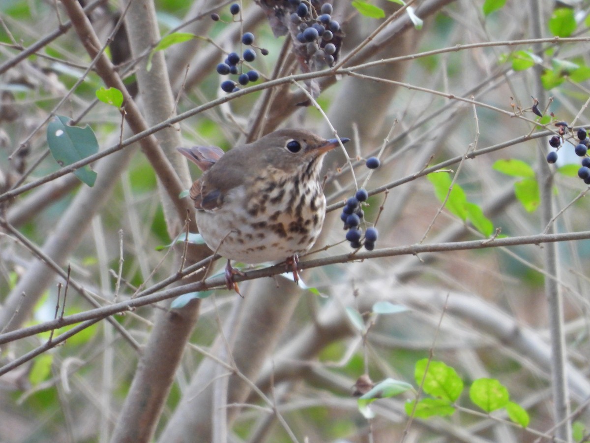 Einsiedler-Musendrossel - ML646205891