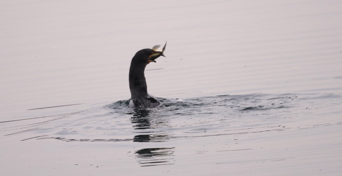 Ohrenscharbe - ML646205892