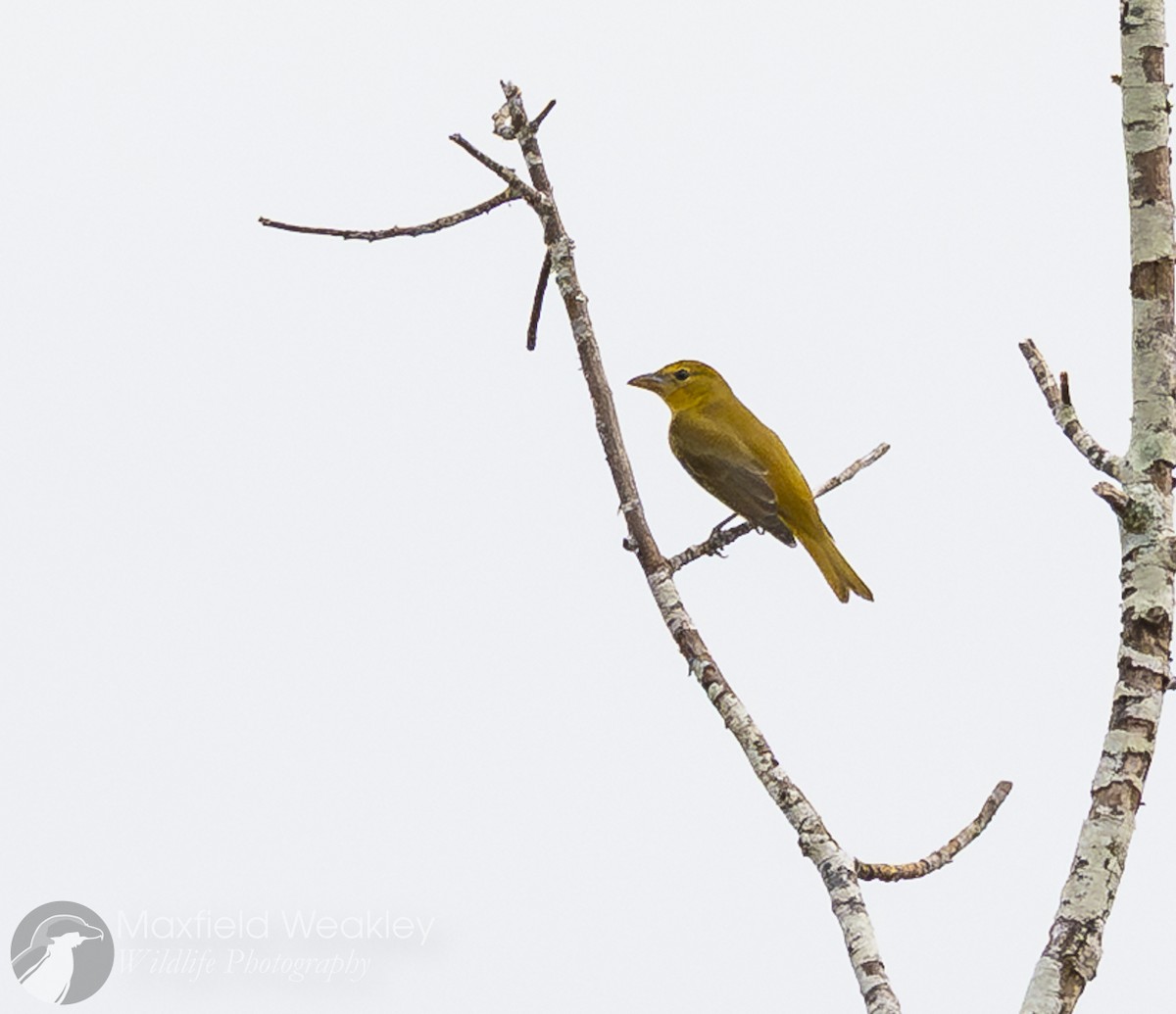 Sommerkardinal - ML646205893