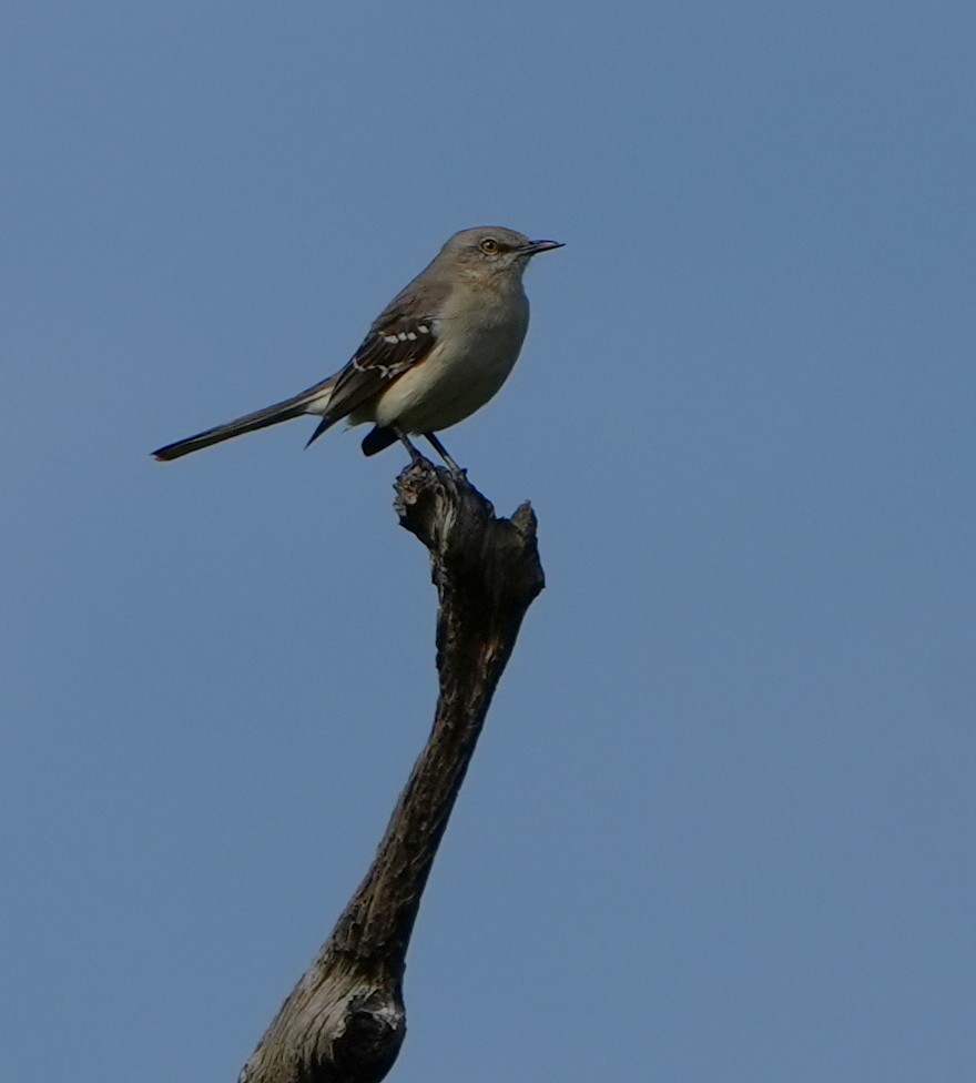 Gartenspottdrossel - ML646205894