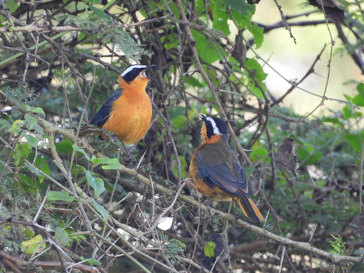 Weißbrauenrötel - ML646205898