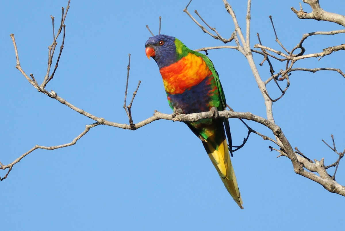 Rainbow Lorikeet - ML646205899